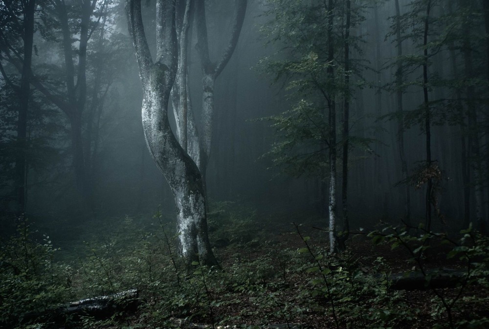 Фотографія В лесной чаще... / Andrey8 / photographers.ua
