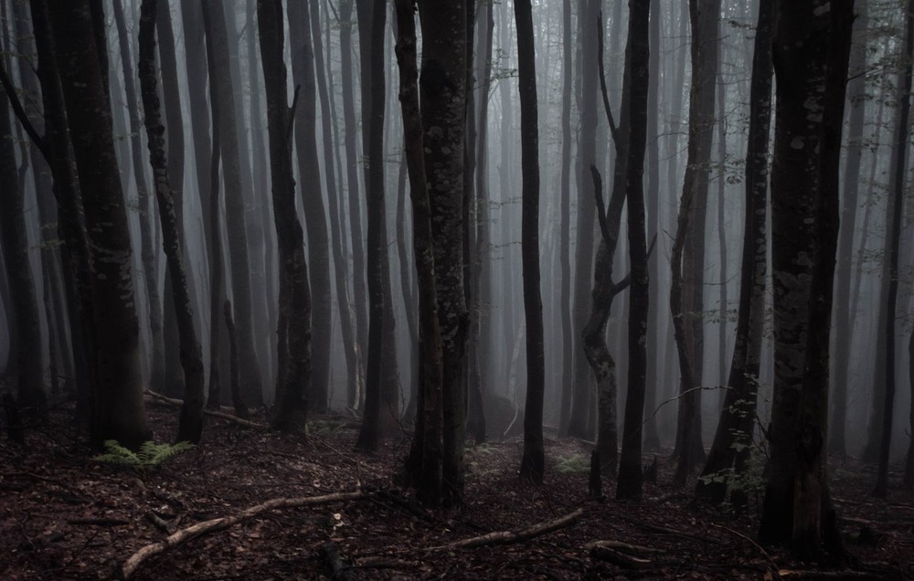 Фотографія В таинственном лесу... / Andrey8 / photographers.ua
