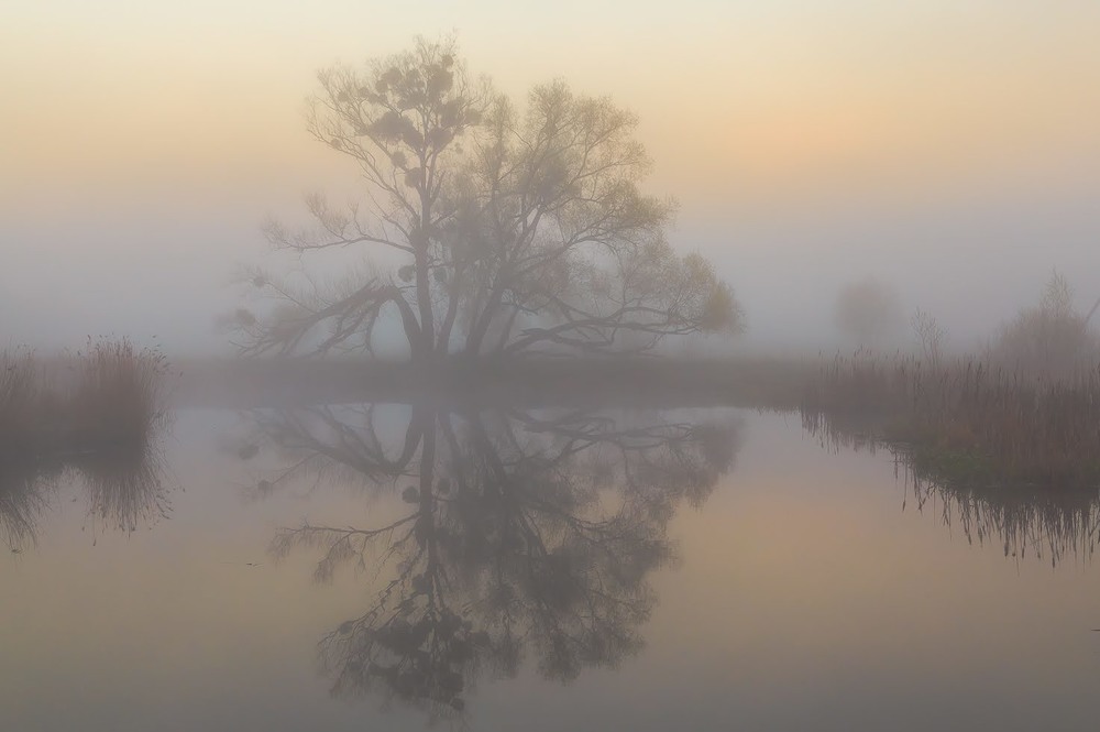 Фотографія Дерево в тумані / Андрій Косенко / photographers.ua