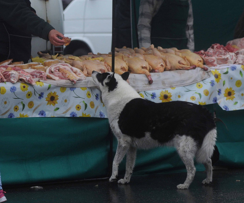 Фотографія Продавец дает собаке кусок мяса / Алексей Иванов / photographers.ua