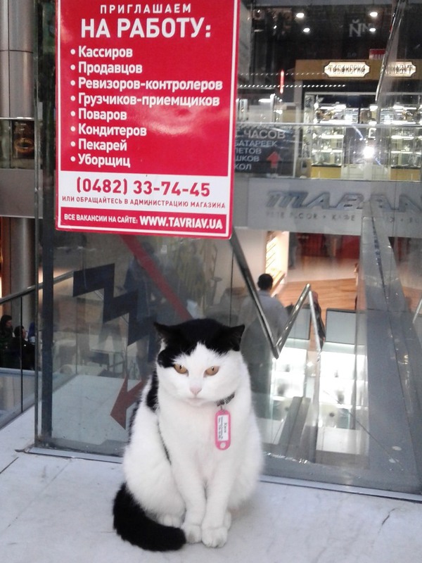 Фотографія ..а о вакансии кота тут, увы, ничего не сказано(( / Дмитрий Домбровский / photographers.ua