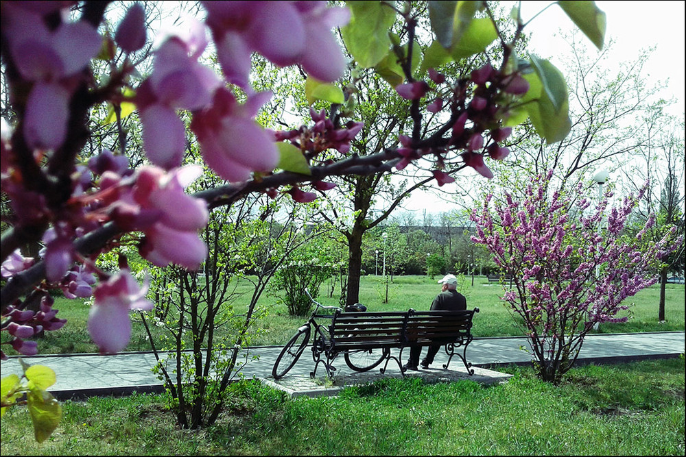 Фотографія Может статься, последняя весна.. / Дмитрий Домбровский / photographers.ua