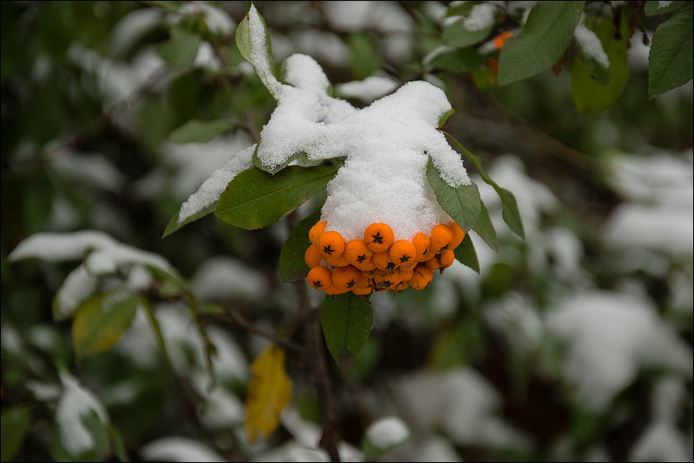 Фотографія Просто про первый снег.. / Дмитрий Домбровский / photographers.ua