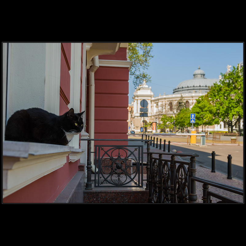Фотографія За одесских кошек) / Дмитрий Домбровский / photographers.ua