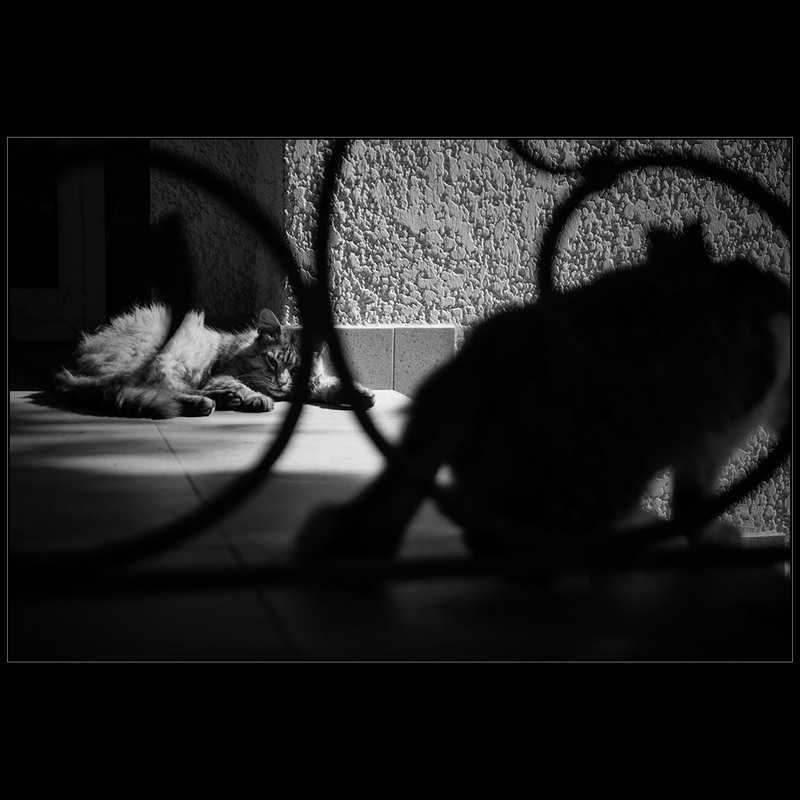 Фотографія Хитросплетения жизни кошек.. / Дмитрий Домбровский / photographers.ua