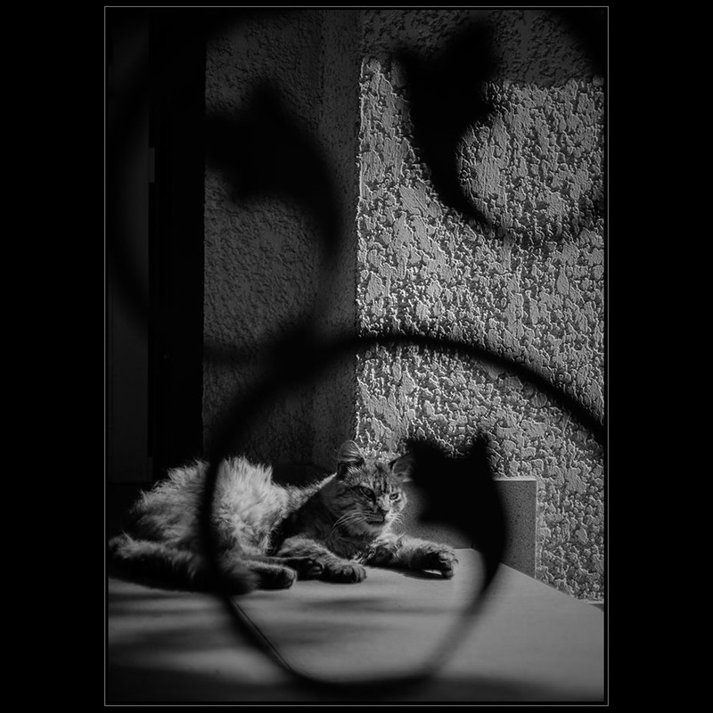 Фотографія Портрет кота в рамочке)) / Дмитрий Домбровский / photographers.ua