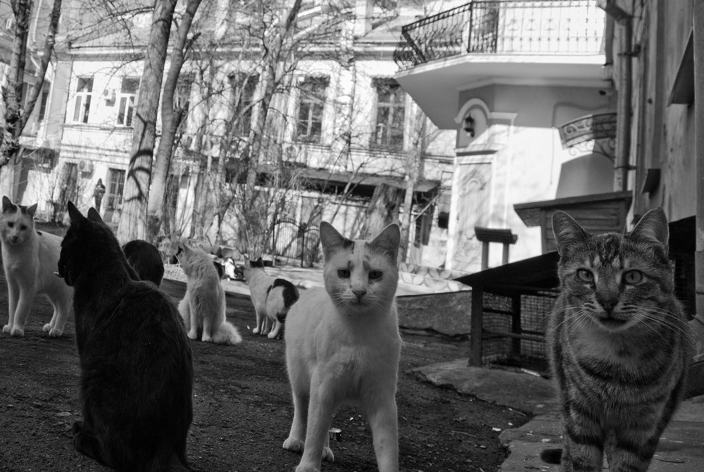 Фотографія Про мартовский призыв:)) / Дмитрий Домбровский / photographers.ua