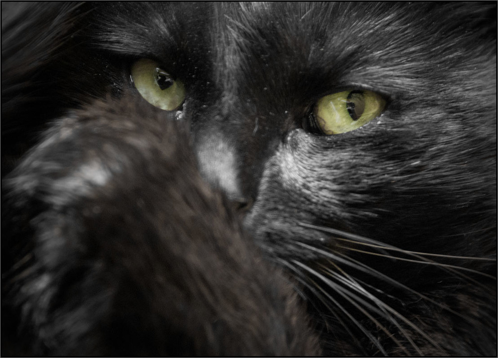 Фотографія "Задумчивый" портрет кота:)) / Дмитрий Домбровский / photographers.ua