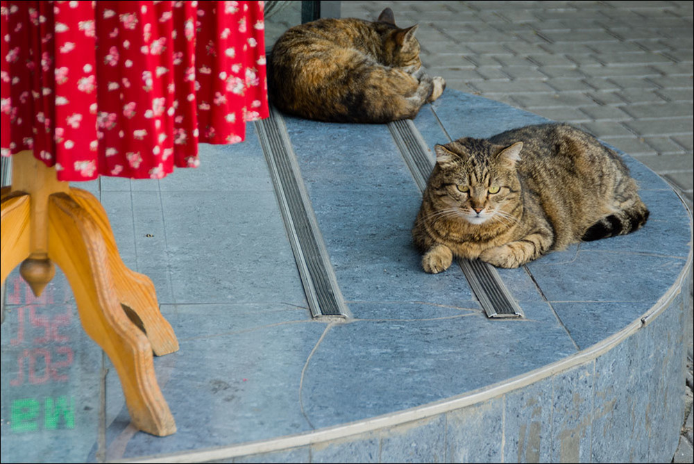 Фотографія За одесских котов)) / Дмитрий Домбровский / photographers.ua
