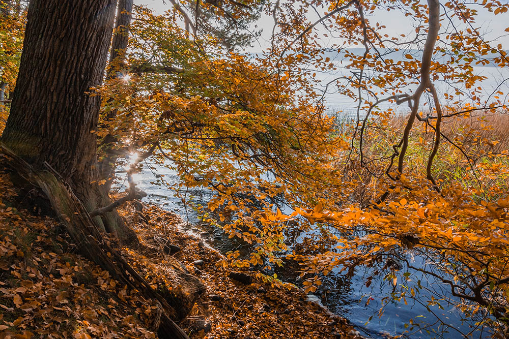Фотографія Tollense Lake In Autumn / Дмитрий Домбровский / photographers.ua