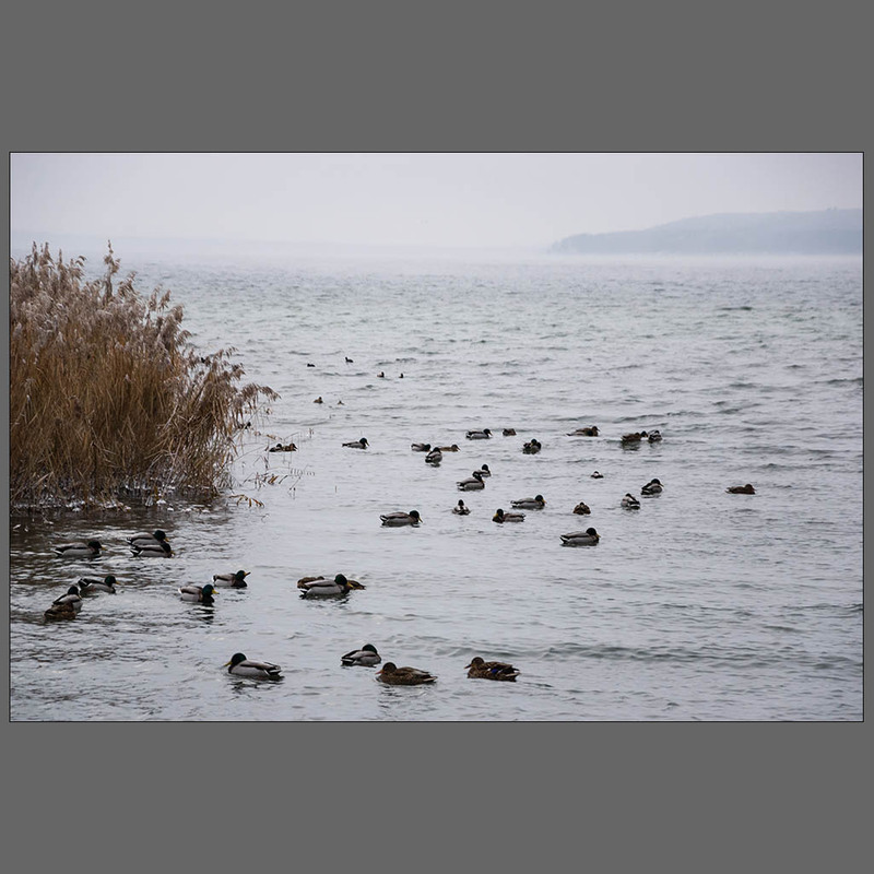 Фотографія На зимнем озере Tollense (Германия) / Дмитрий Домбровский / photographers.ua