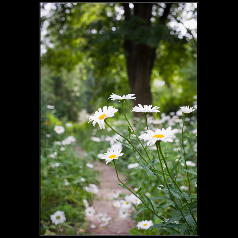 Фотографія в летнем саду.. / Дмитрий Домбровский / photographers.ua