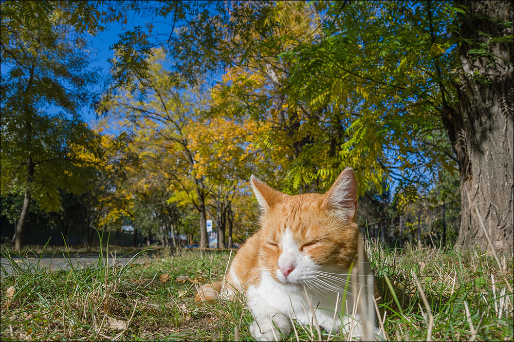 Фотографія Король Оранжевая.. Осень)) / Дмитрий Домбровский / photographers.ua