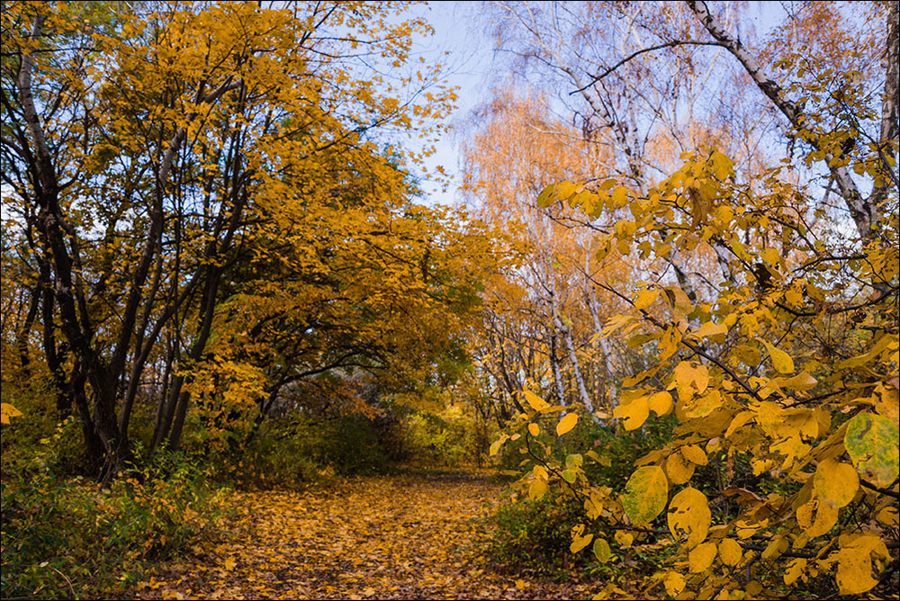 Фотографія дорожками осеннего леса.. / Дмитрий Домбровский / photographers.ua