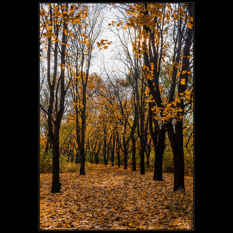 Фотографія ..на ковре из желтых листьев / Дмитрий Домбровский / photographers.ua