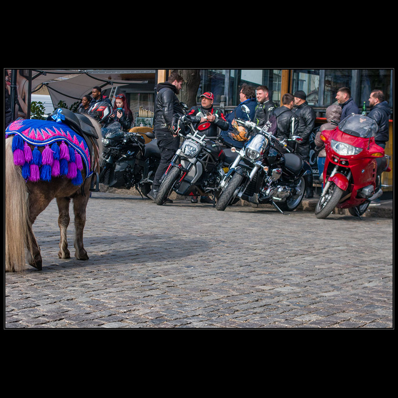 Фотографія Кони разные нужны, кони разные важны:)) / Дмитрий Домбровский / photographers.ua