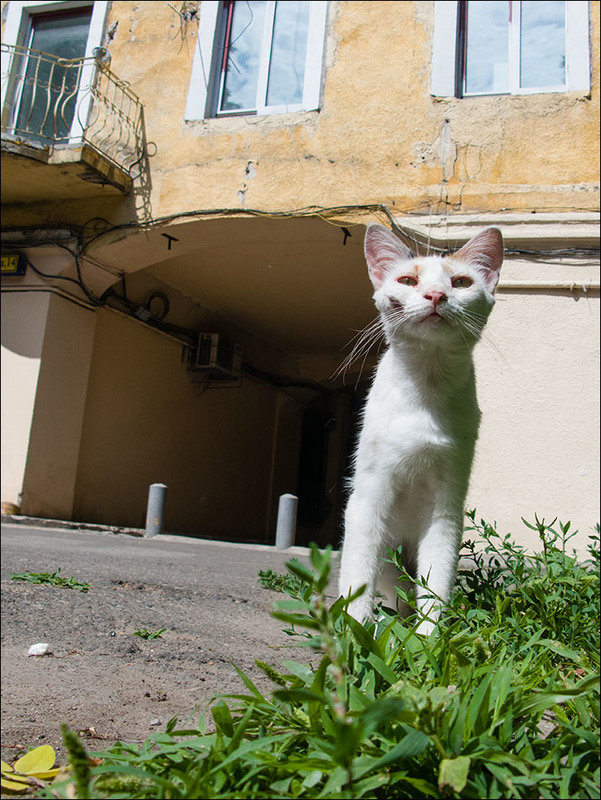Фотографія Про очень маленького,  но гордого кота..) / Дмитрий Домбровский / photographers.ua