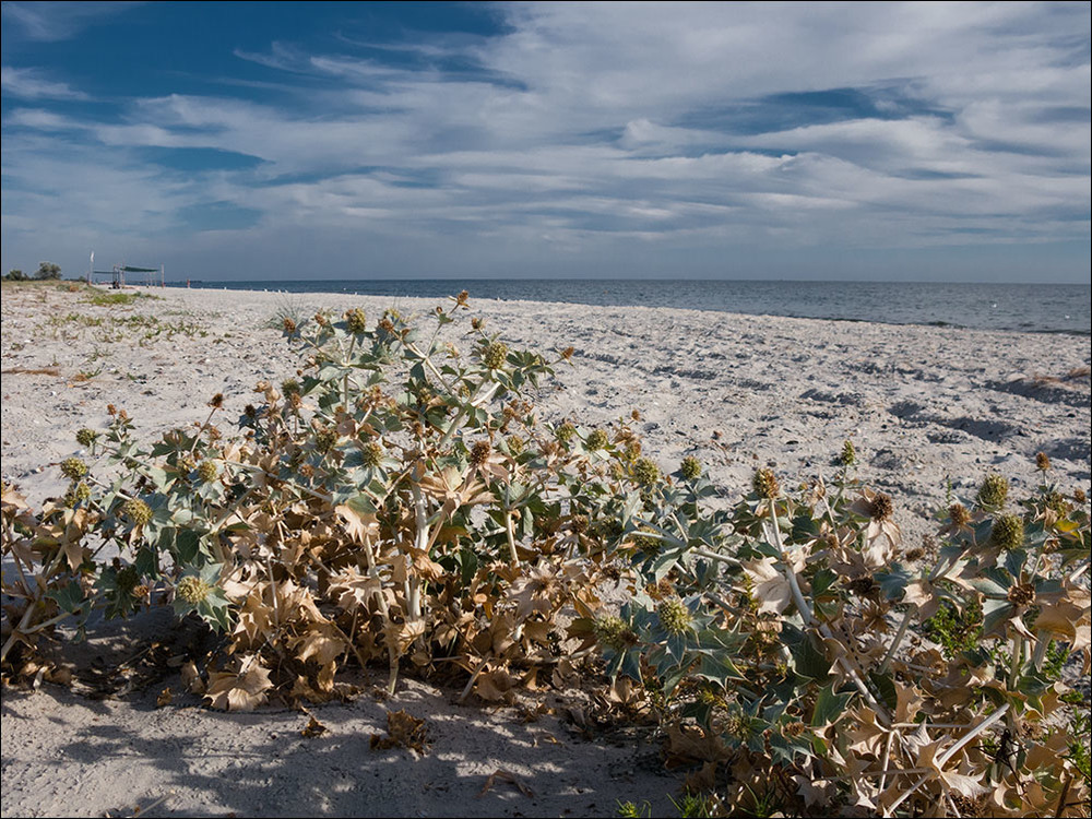 Фотографія Пустынный пляж Кинбурнской косы / Дмитрий Домбровский / photographers.ua