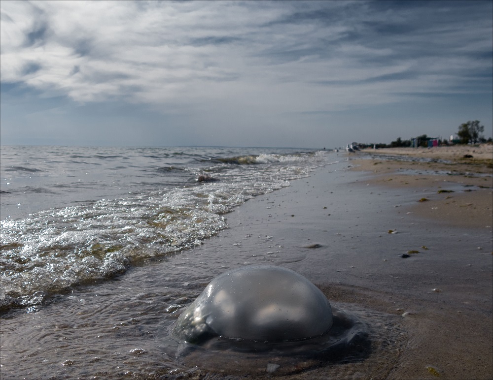 Фотографія Пляж на Кинбурнской косе / Дмитрий Домбровский / photographers.ua