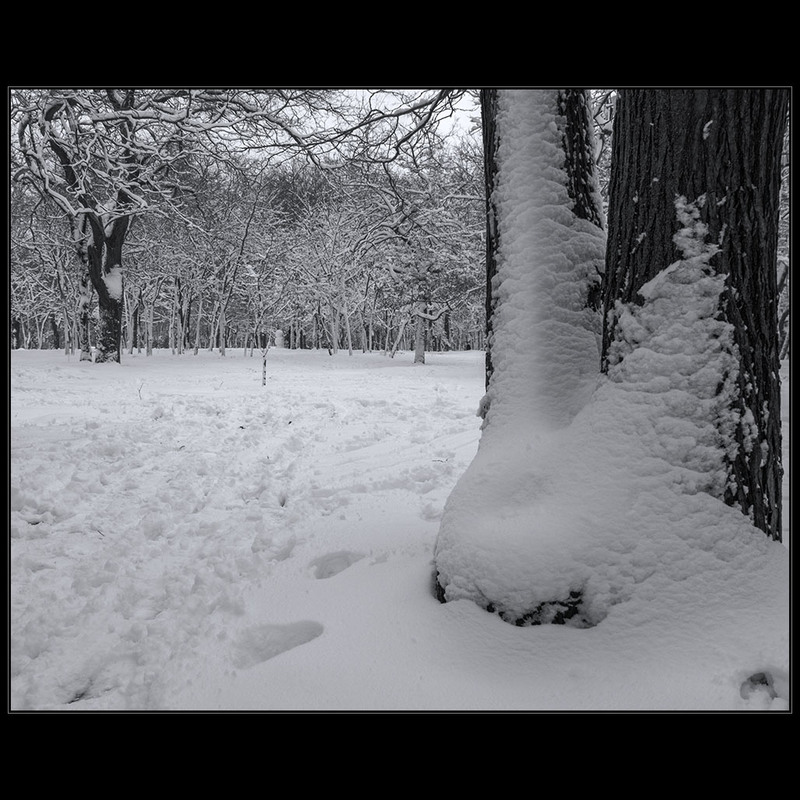 Фотографія После снегопада.. / Дмитрий Домбровский / photographers.ua