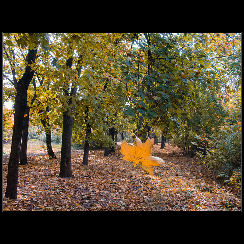 Фотографія Про желтый лист осенний. .. / Дмитрий Домбровский / photographers.ua