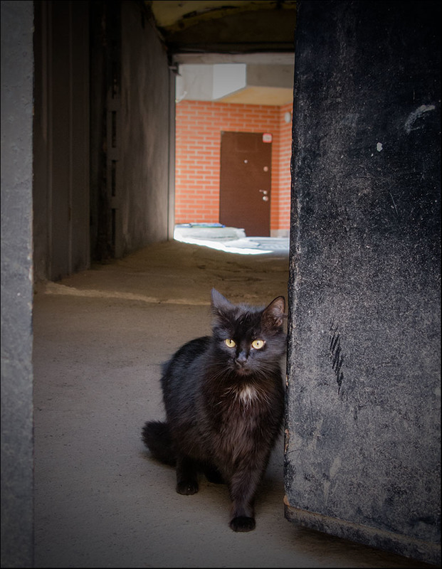 Фотографія *Только черному коту и не везет..* / Дмитрий Домбровский / photographers.ua