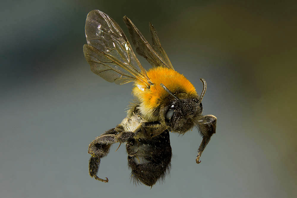 Фотографія Макро / Юрий Артюх / photographers.ua