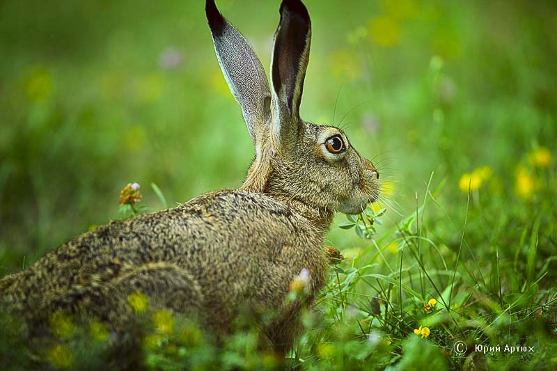 Фотографія Животные / Юрий Артюх / photographers.ua