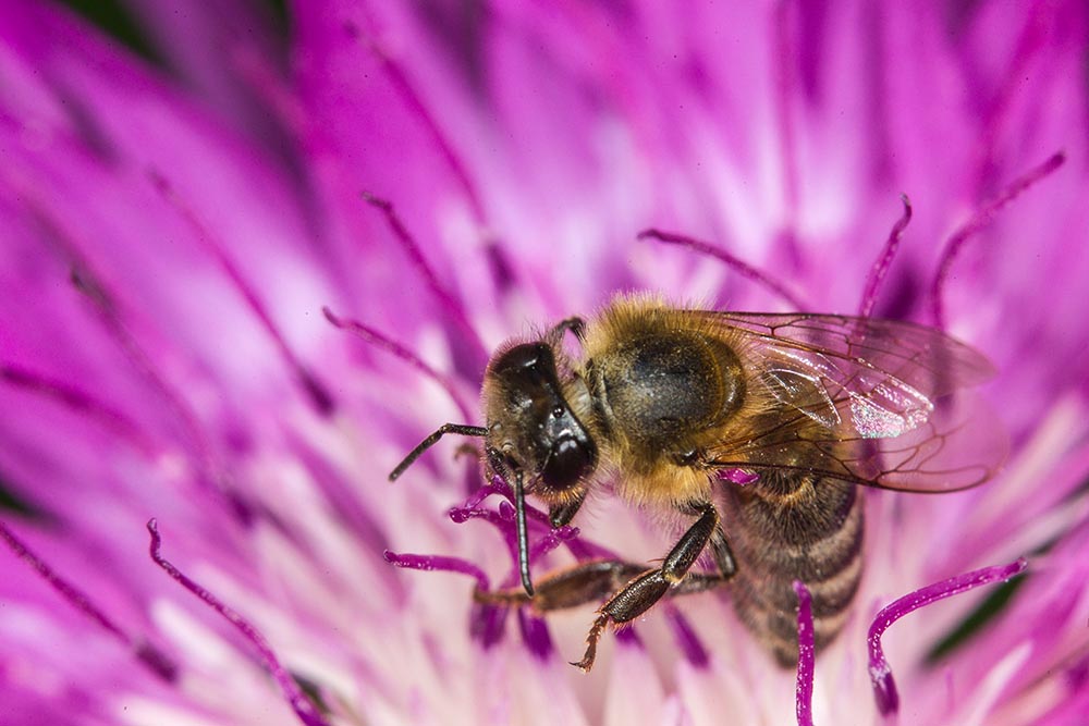 Фотографія Макро / Юрий Артюх / photographers.ua