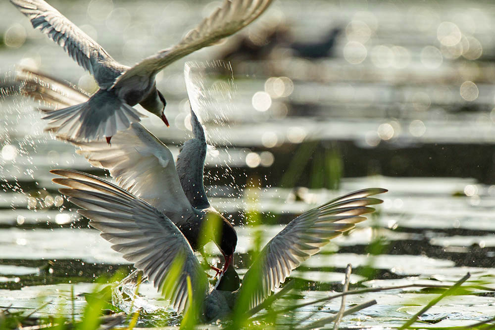 Фотографія Животные / Юрий Артюх / photographers.ua