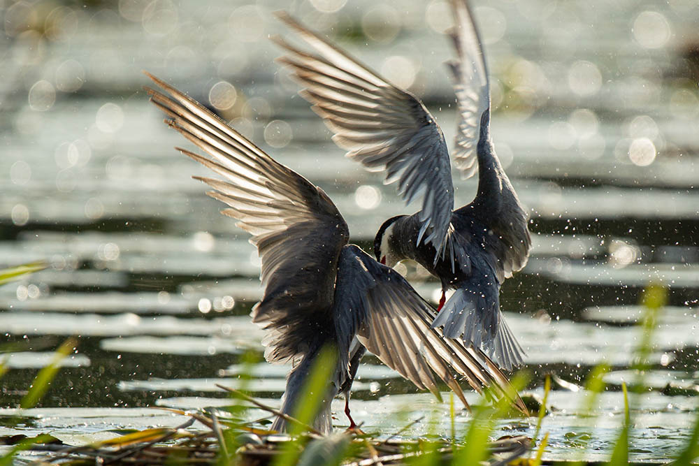 Фотографія Животные / Юрий Артюх / photographers.ua