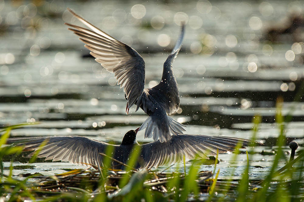 Фотографія Животные / Юрий Артюх / photographers.ua