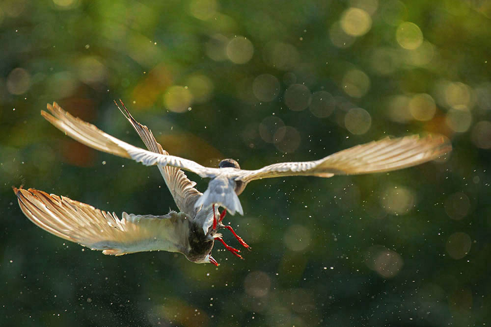 Фотографія Животные / Юрий Артюх / photographers.ua