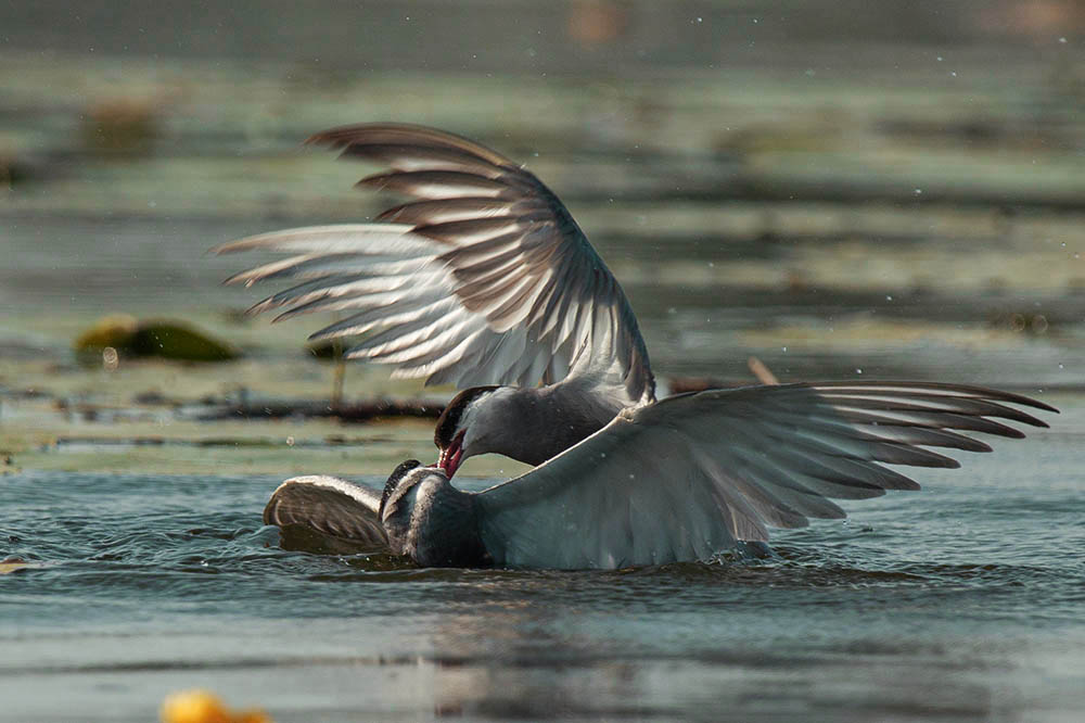Фотографія Животные / Юрий Артюх / photographers.ua