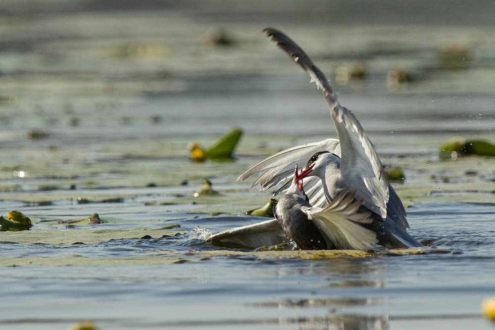 Фотографія Животные / Юрий Артюх / photographers.ua