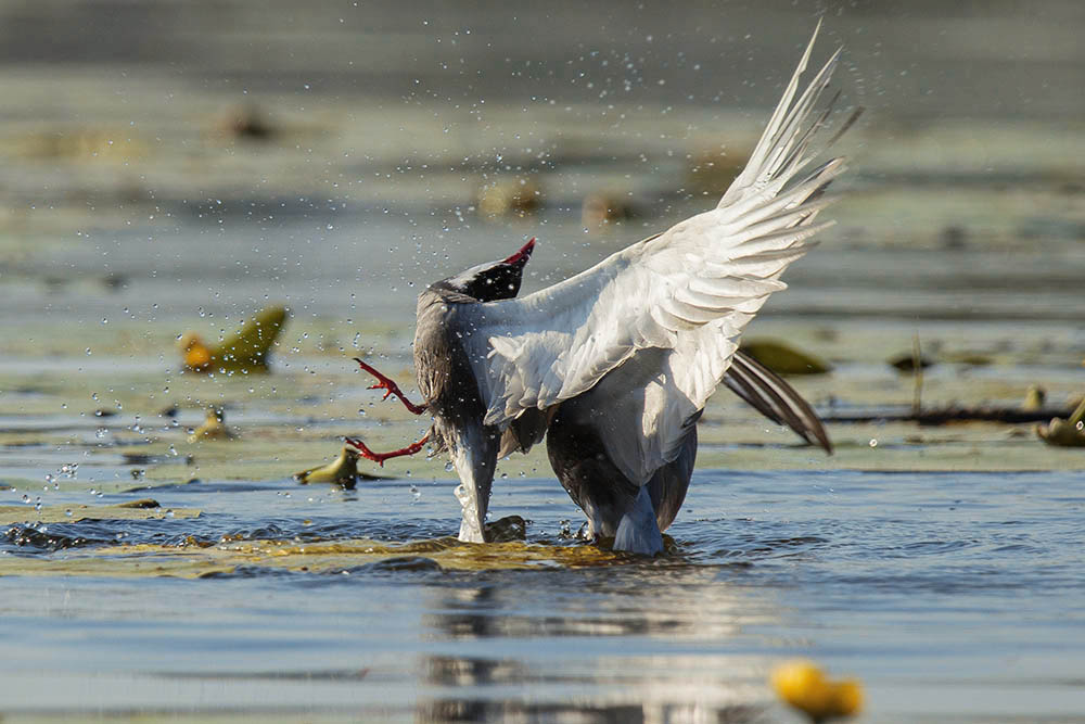 Фотографія Животные / Юрий Артюх / photographers.ua