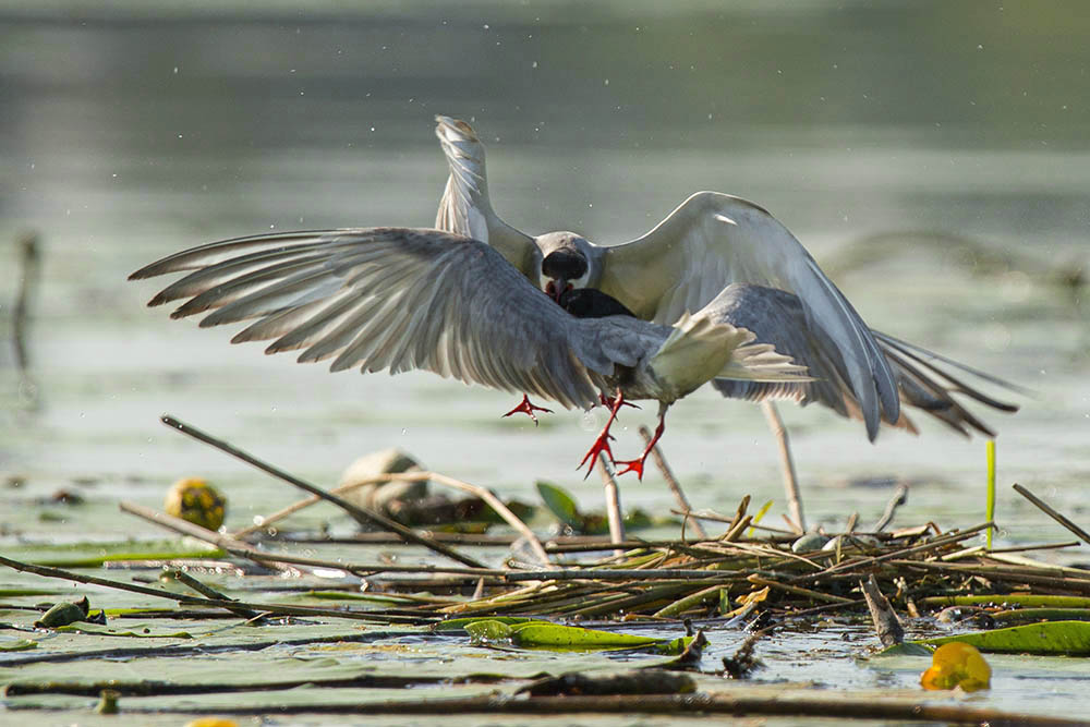 Фотографія Животные / Юрий Артюх / photographers.ua
