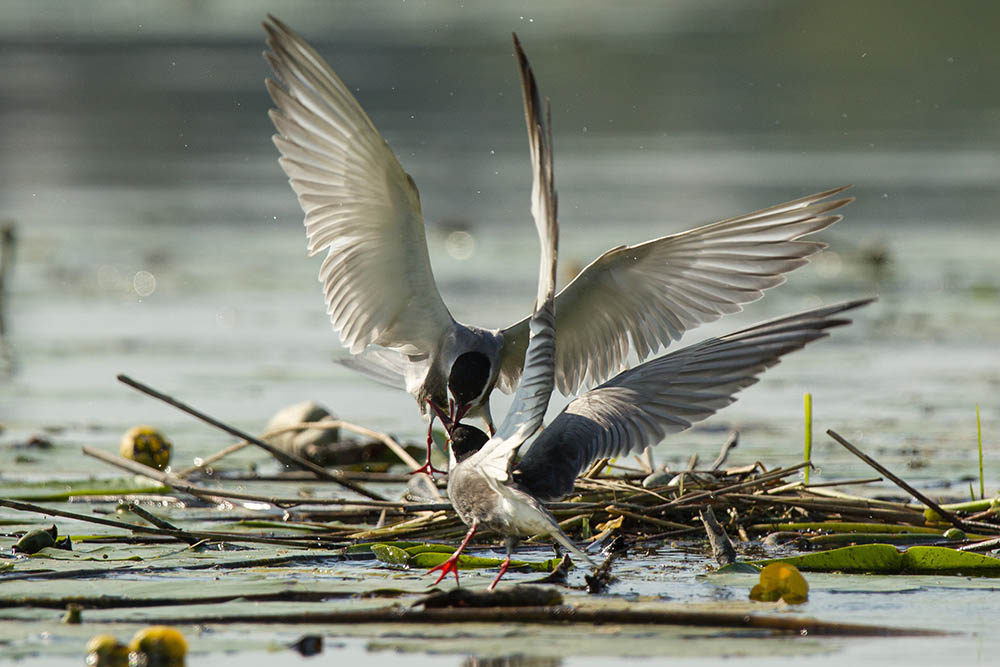 Фотографія Животные / Юрий Артюх / photographers.ua