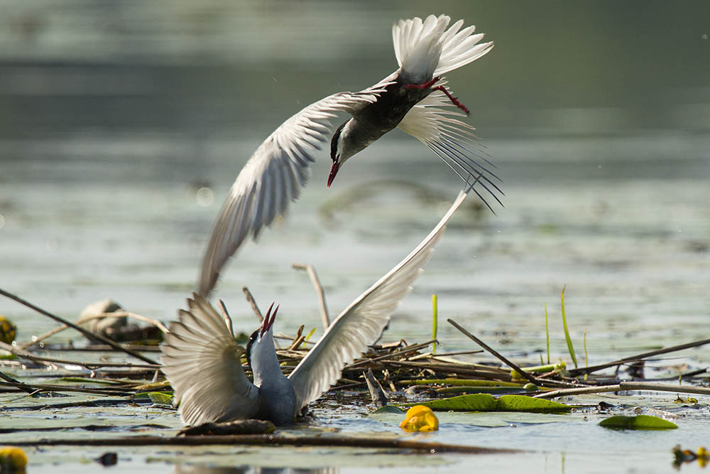 Фотографія Животные / Юрий Артюх / photographers.ua