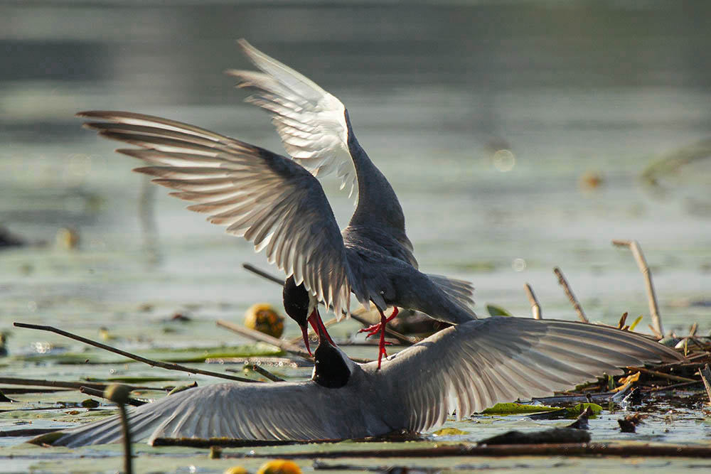 Фотографія Животные / Юрий Артюх / photographers.ua