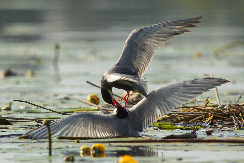 Фотографія Животные / Юрий Артюх / photographers.ua
