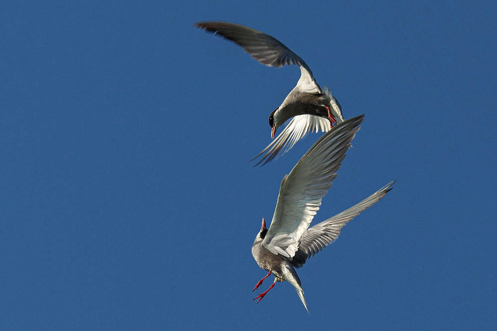 Фотографія Животные / Юрий Артюх / photographers.ua