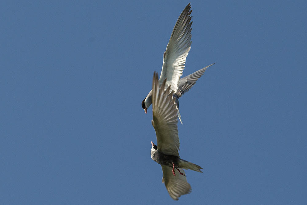 Фотографія Животные / Юрий Артюх / photographers.ua