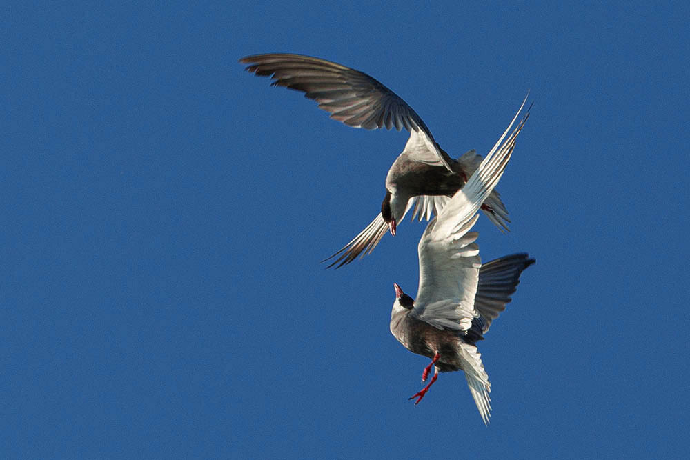 Фотографія Животные / Юрий Артюх / photographers.ua