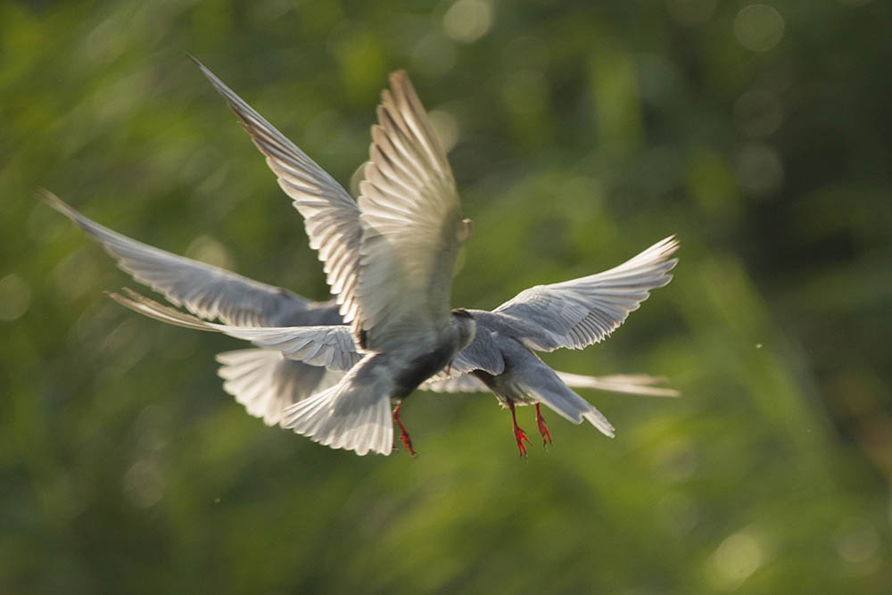 Фотографія Животные / Юрий Артюх / photographers.ua