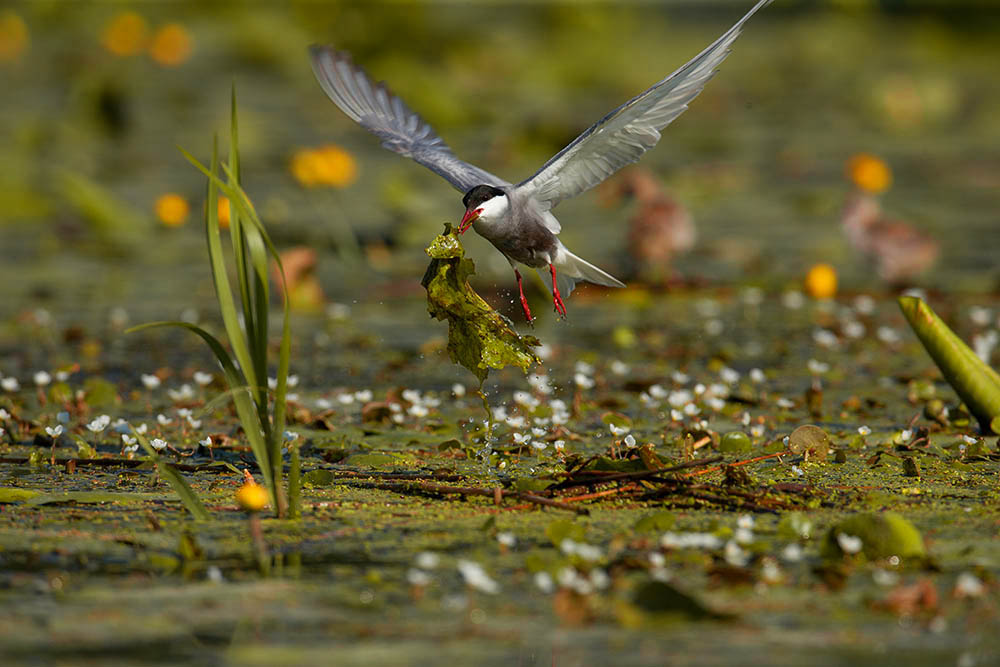 Фотографія Животные / Юрий Артюх / photographers.ua