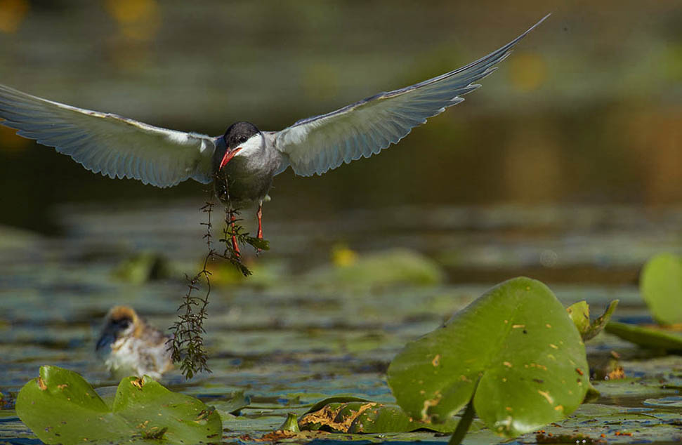 Фотографія Животные / Юрий Артюх / photographers.ua