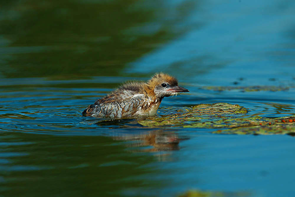 Фотографія Животные / Юрий Артюх / photographers.ua
