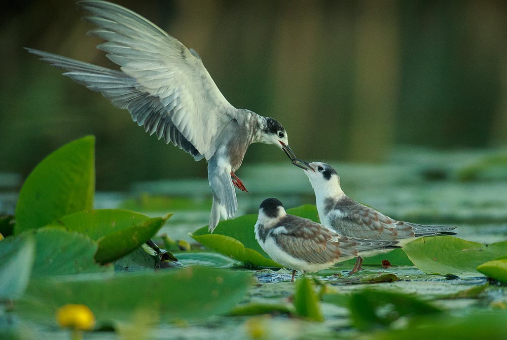 Фотографія Животные / Юрий Артюх / photographers.ua