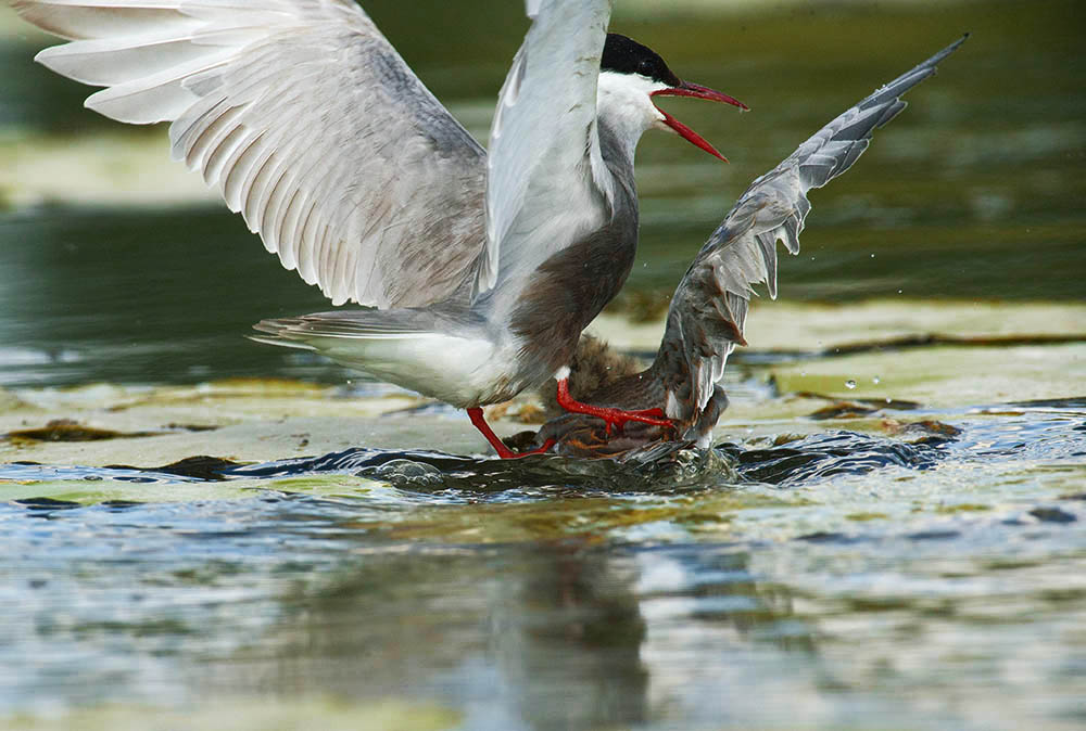Фотографія Животные / Юрий Артюх / photographers.ua